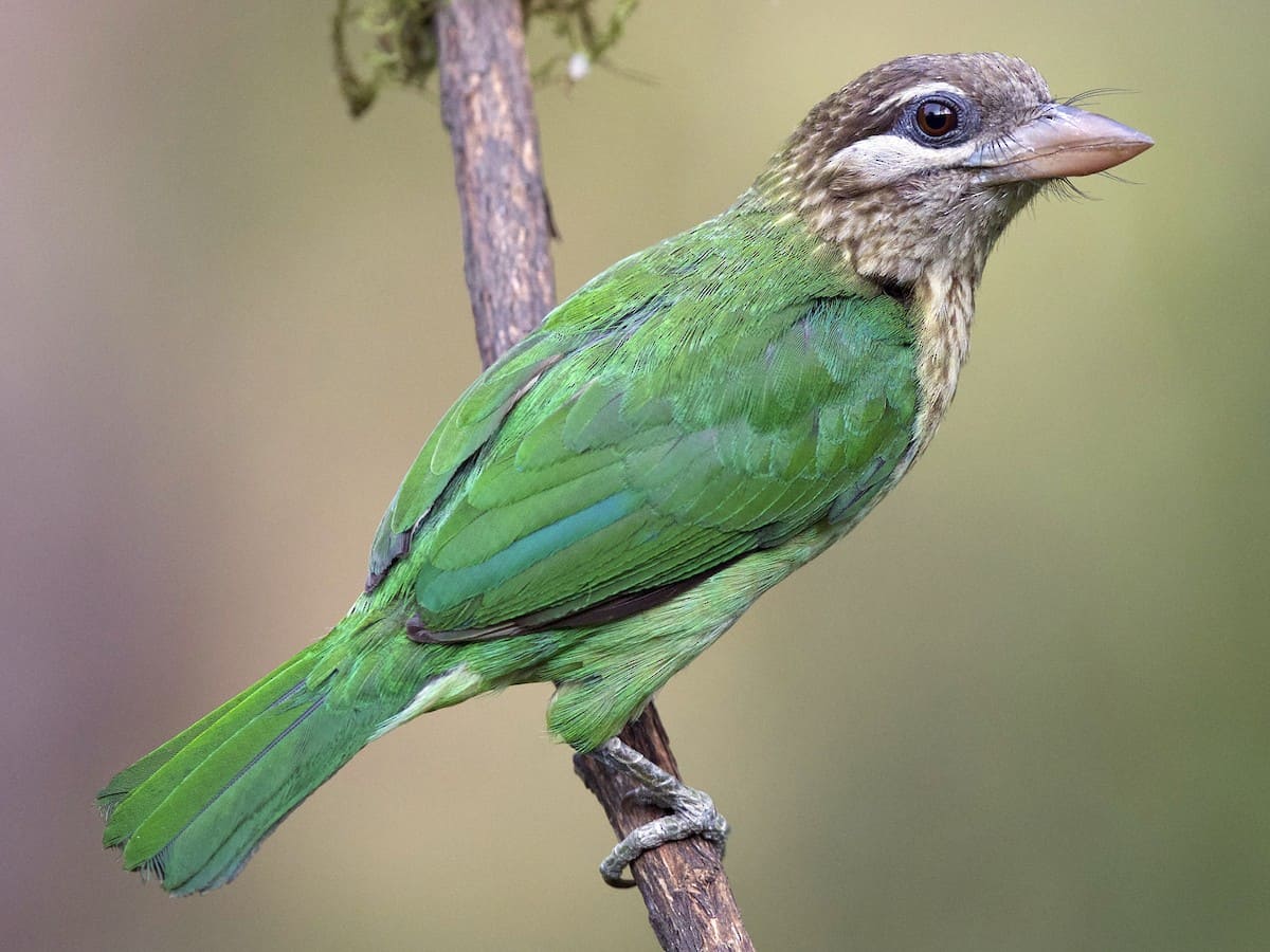 White-cheeked Barbet (Small Green Barbet)